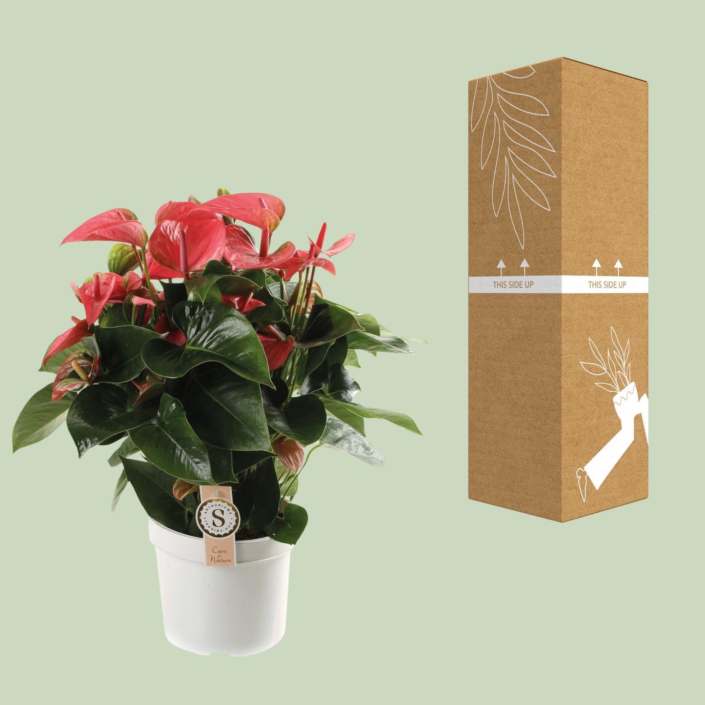Anthurium Pink Champion – Tropische Eleganz Ø21cm, 65cm hoch
