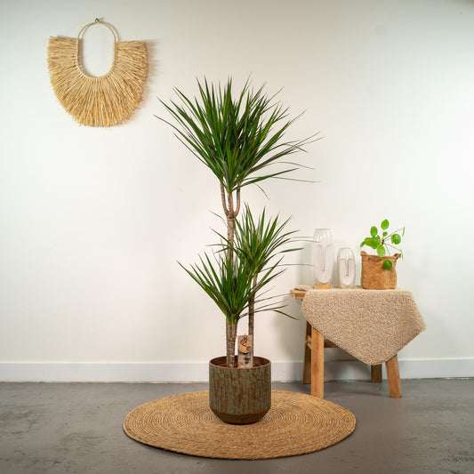 Dracaena Marginata – Pflegleichter Drachenbaum Ø21cm, 120cm hoch
