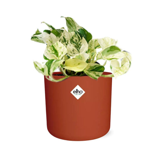 Epipremnum Pinnatum Happy Leaf in ELHO b.for soft Rond 14cm Brique