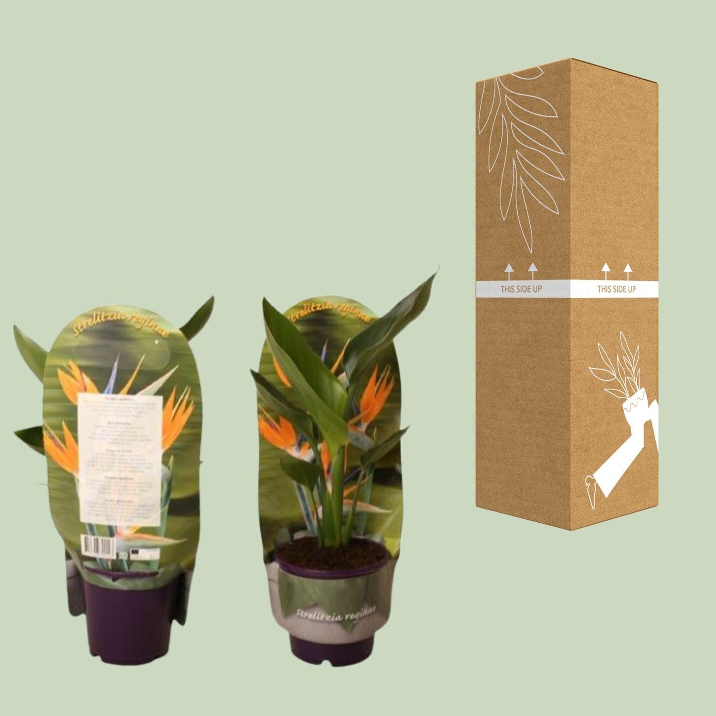 Strelitzia Reginae – Paradiesvogelblume Ø12cm, 40cm hoch