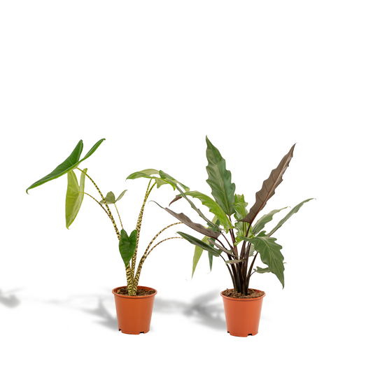 Alocasia Zebrina & Alocasia Lauterbachiana – Doppel-Set Ø19cm, ca. 75cm