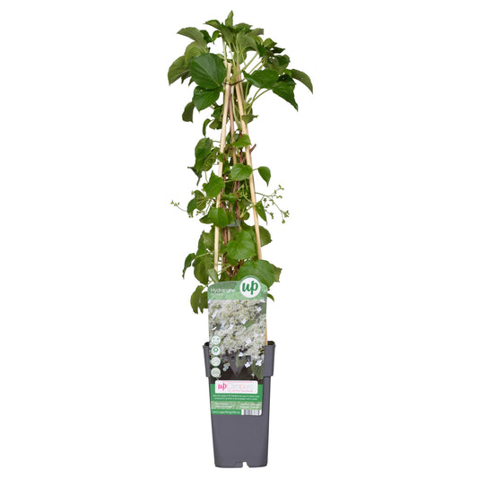 Hydrangea petiolaris - Klimhortensia Ø15cm, 65cm hoch