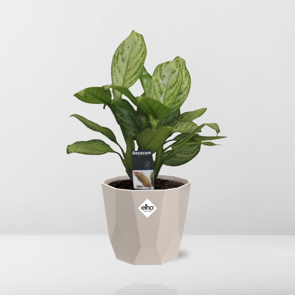 Aglaonema Christina – Pflegeleichte Zimmerpflanze im ELHO b.for rock Topf
