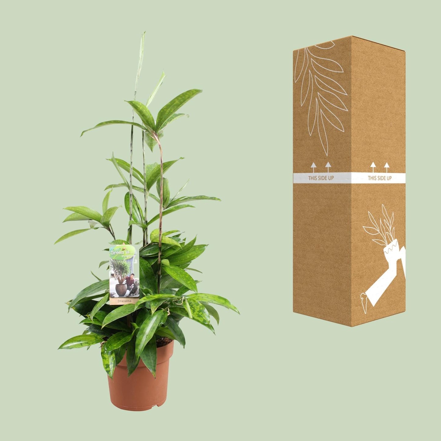 Dracaena Surculosa – Pflegleichter Drachenbaum Ø17cm, 55cm hoch