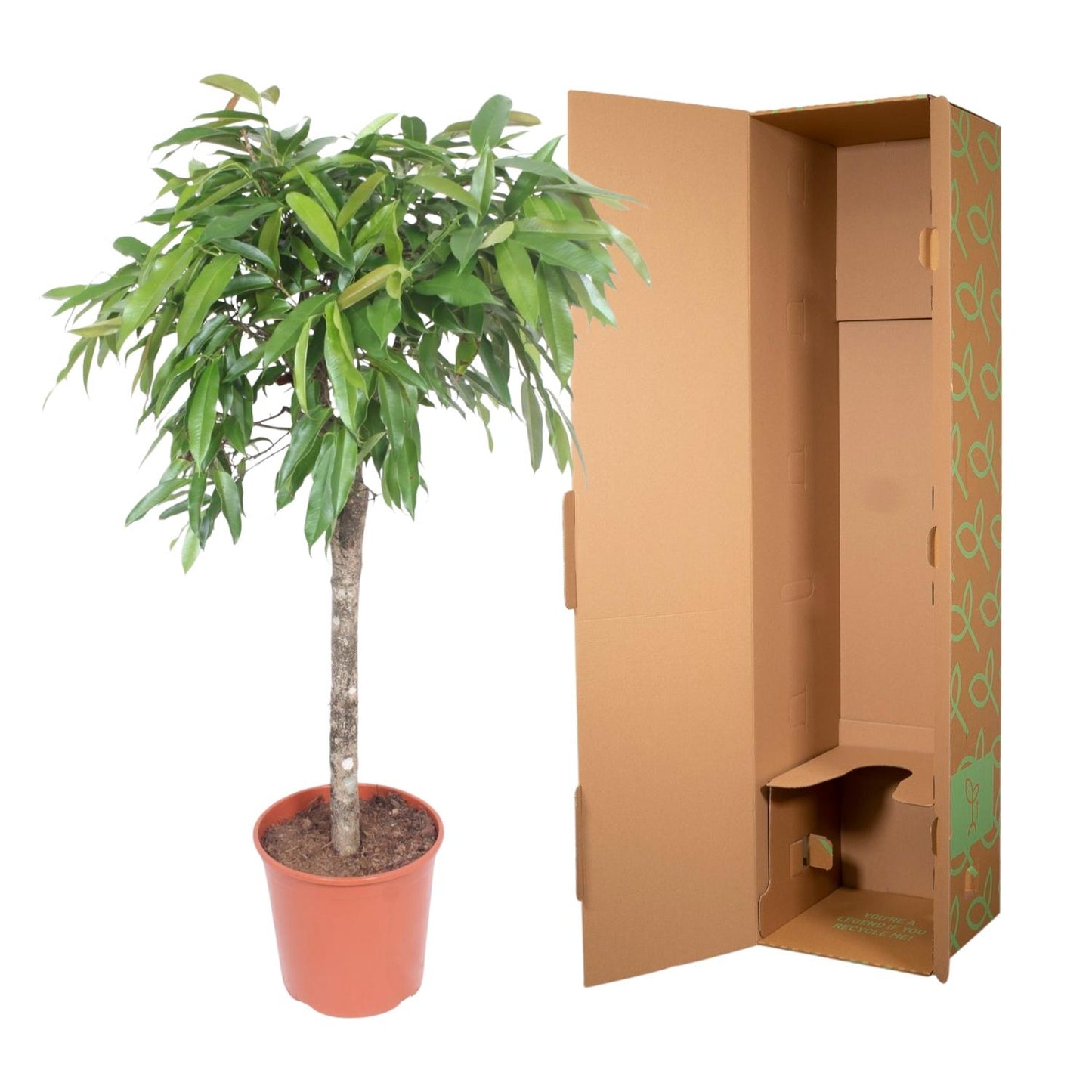 Ficus Amstel King – Elegante XXL Zimmerpflanze 130 cm