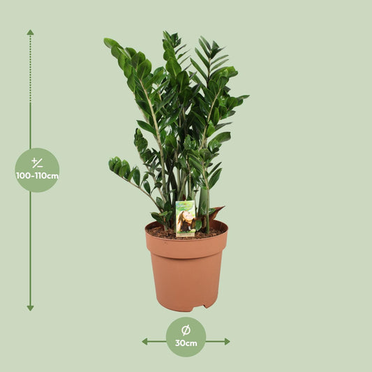 Zamioculcas Zamiifolia – Pflegeleichte XXL-Zimmerpflanze Ø30cm