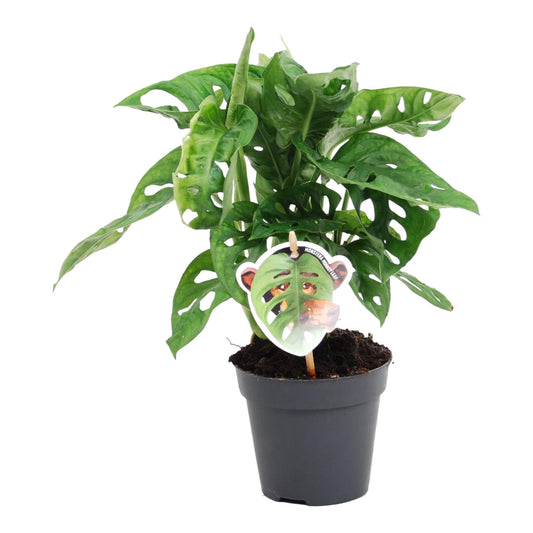 Monstera obliqua 'Monkey Leaf' – Exotische Zimmerpflanze 25 cm