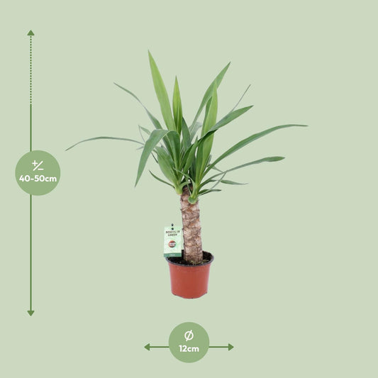 Yucca-Pflanze Ø12cm – Pflegeleicht & Stylisch