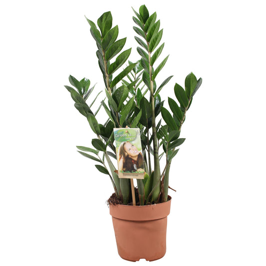 Zamioculcas Zamiifolia – Pflegeleichte XXL-Grünpflanze Ø17cm