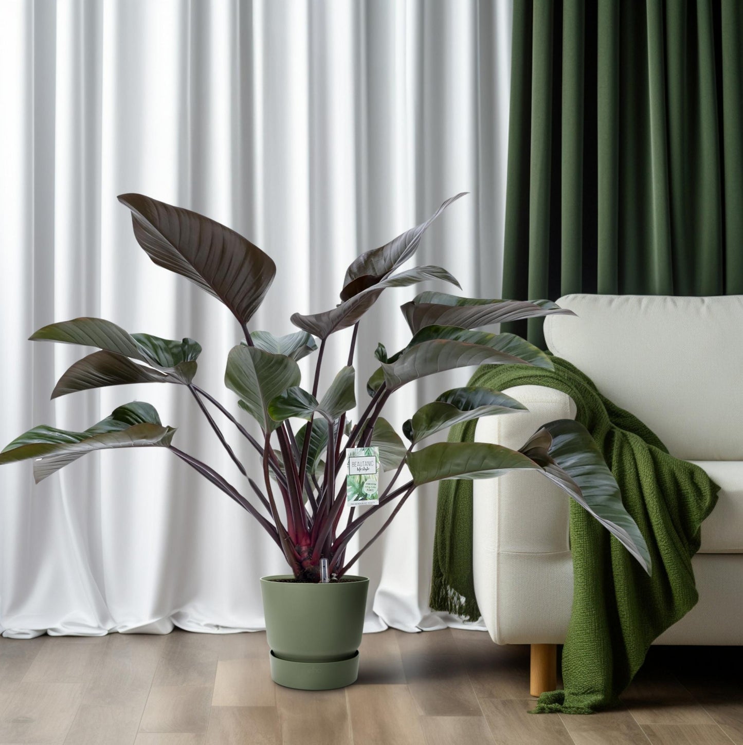 Philodendron Red Beauty – Pflegeleichte XXL-Zimmerpflanze