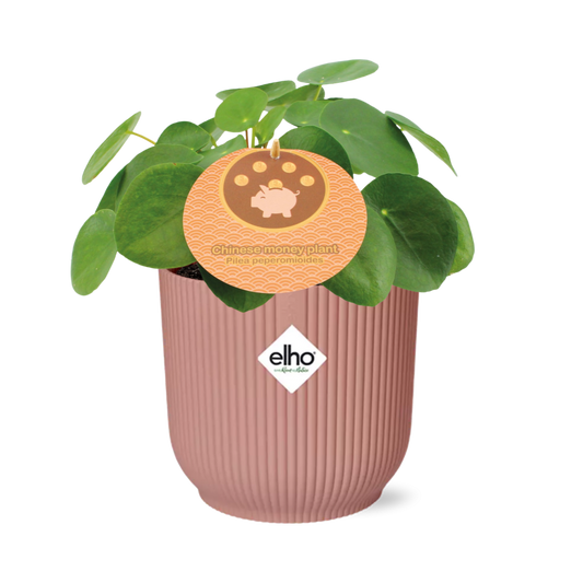 Pilea Peperomioides 12cm in ELHO Vibes Fold 14cm rosa – Pflegeleicht & Stilvoll