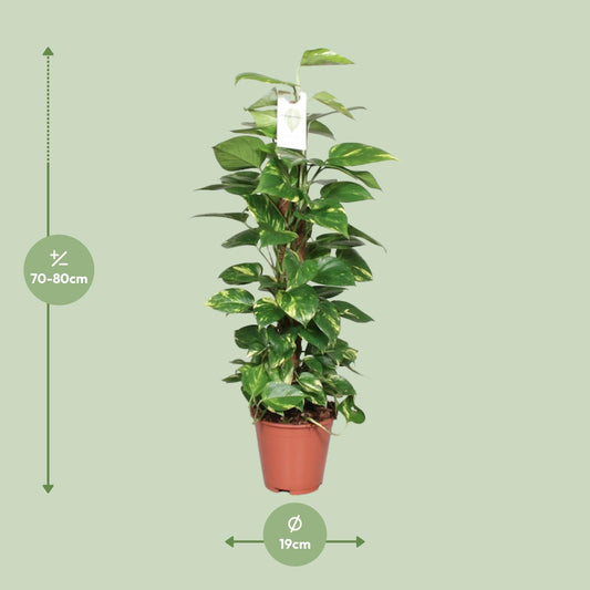Epipremnum Pinnatum Mosstok 80cm – Goldene Efeutute