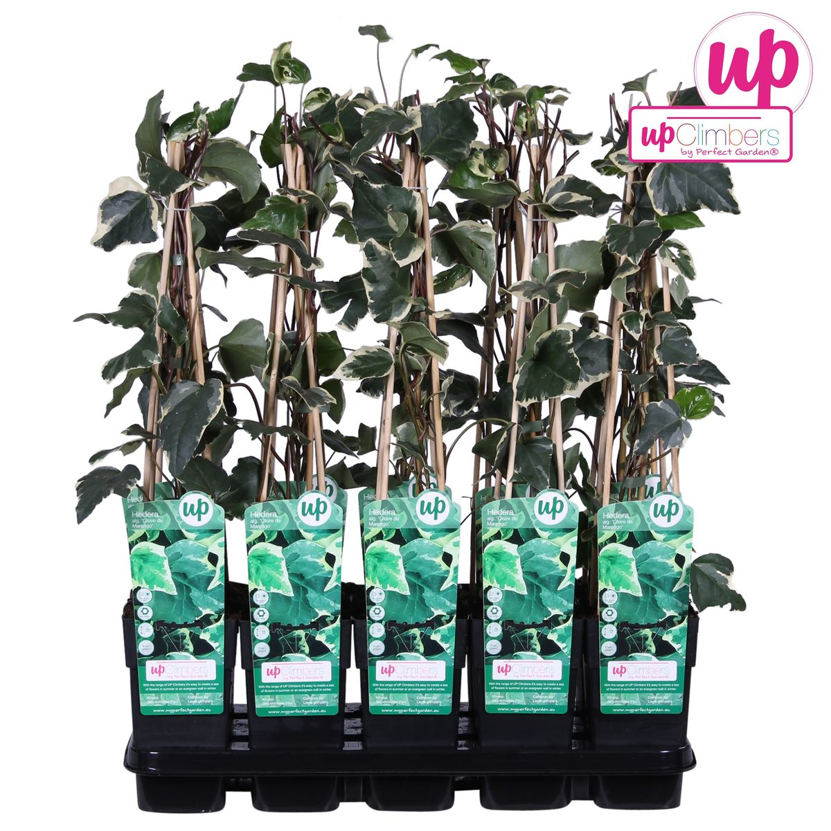 Hedera algeriensis 'Gloire de Maren' – pflegeleichte Kletterpflanze Ø15cm