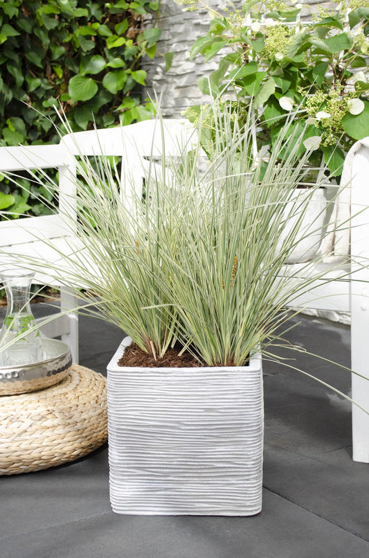 Lomandra longifolia 'White Sands' – pflegeleichte Terrassenpflanze Ø19cm