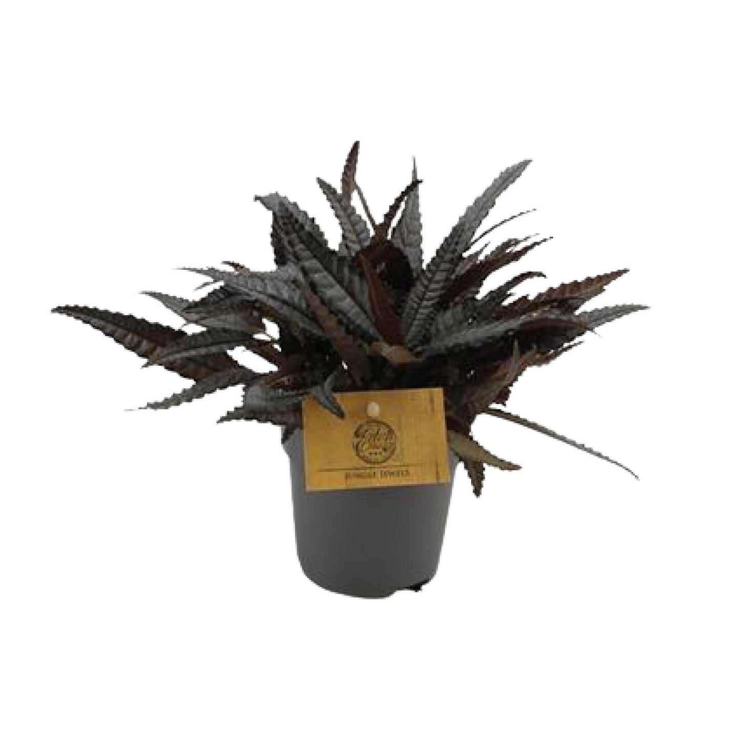 Pilea Hitchcockii – pflegeleichte Aluminium-Pflanze Ø10,5 cm