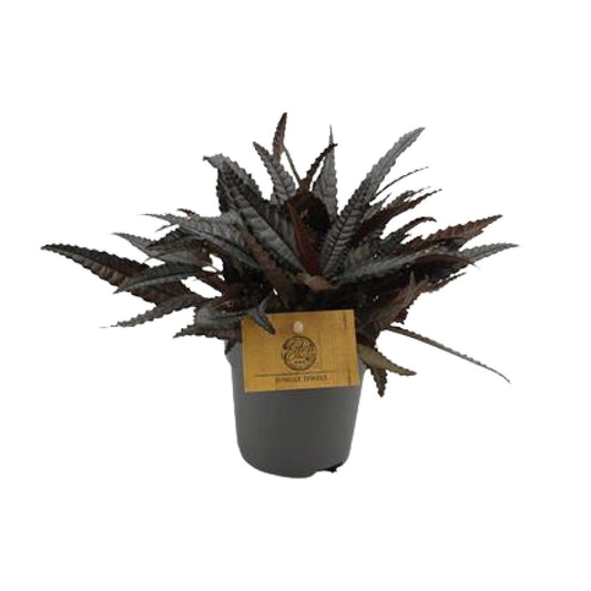 Pilea Hitchcockii – pflegeleichte Aluminium-Pflanze Ø10,5 cm