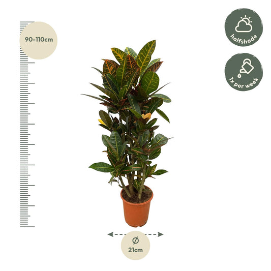 Codiaeum Petra (Croton) vertakt – 100 cm, Ø 21 cm