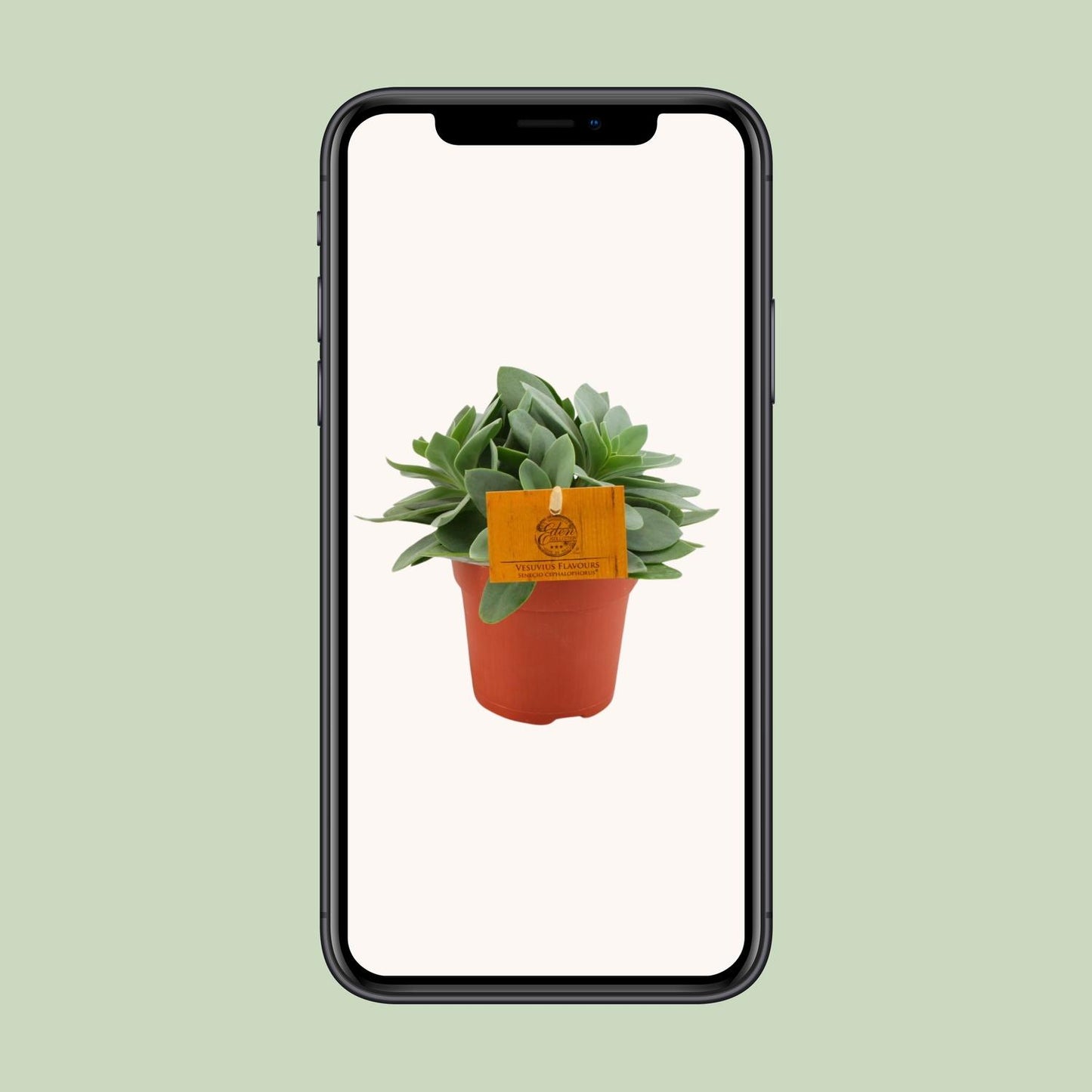 Senecio Cephalophorus – Pflegeleichte Sukkulente Ø10,5cm