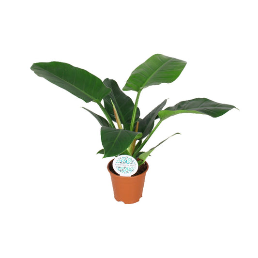 Philodendron Imperial Green – Pflegeleichte Zimmerpflanze Ø14cm