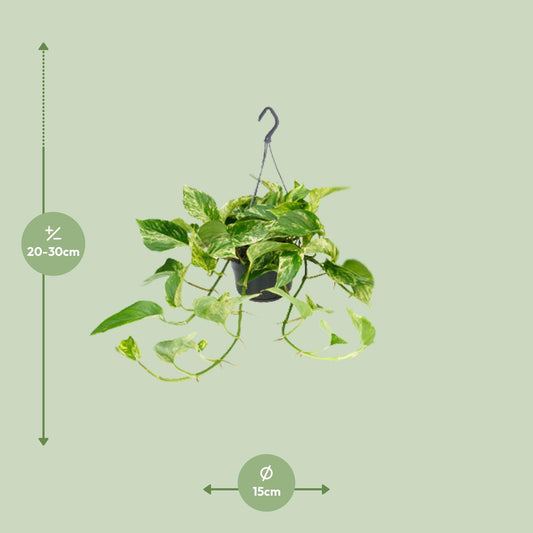 Epipremnum Marble Queen – Pflegeleichte Kletterpflanze Ø15cm