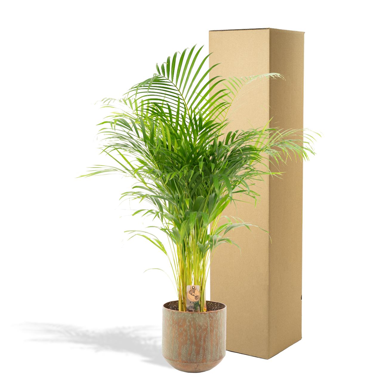 Areca-Palme im Topf – 110 cm Höhe, Ø 21 cm