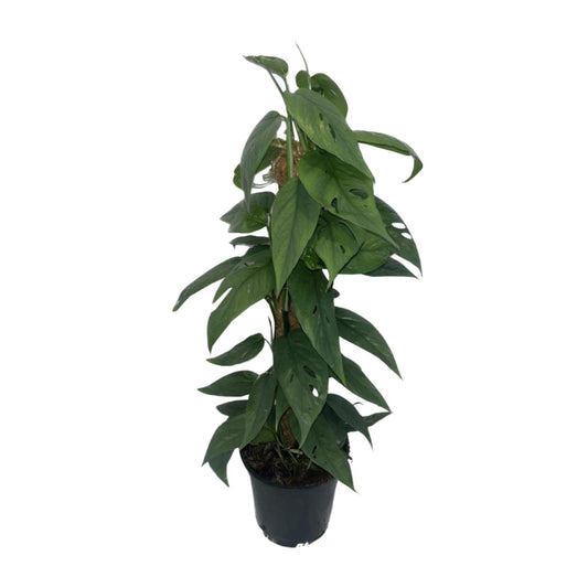 Epipremnum ‚Cebu Blue‘ Moosstock – Ø15cm, ca. 60cm hoch