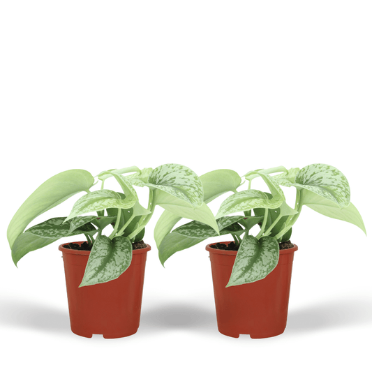 Scindapsus Pictus Trebie – 2er Set, Ø12cm, ca. 15cm Höhe