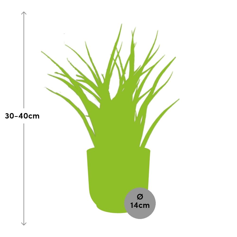 Sansevieria Fernwood Punk im ELHO Vibes Fold 14cm Topf gelb