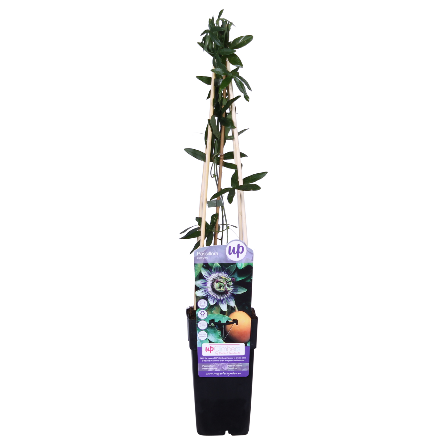 Passiflora Blau caerulea – Kletterpflanze Ø15cm, 65cm Höhe