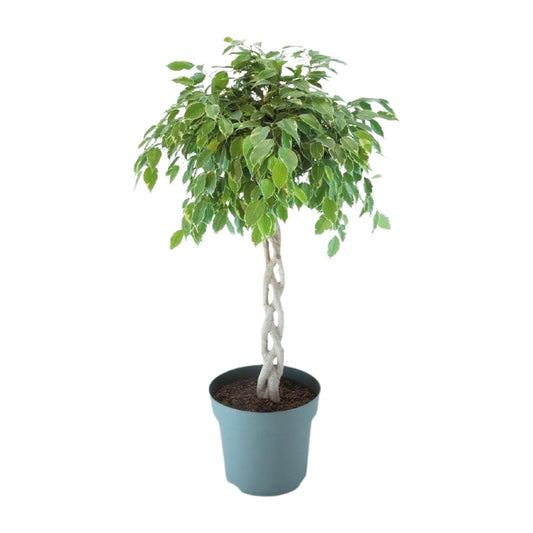 Ficus Safrana / Golden King Gevlochten – Ø27cm, ca. 110cm