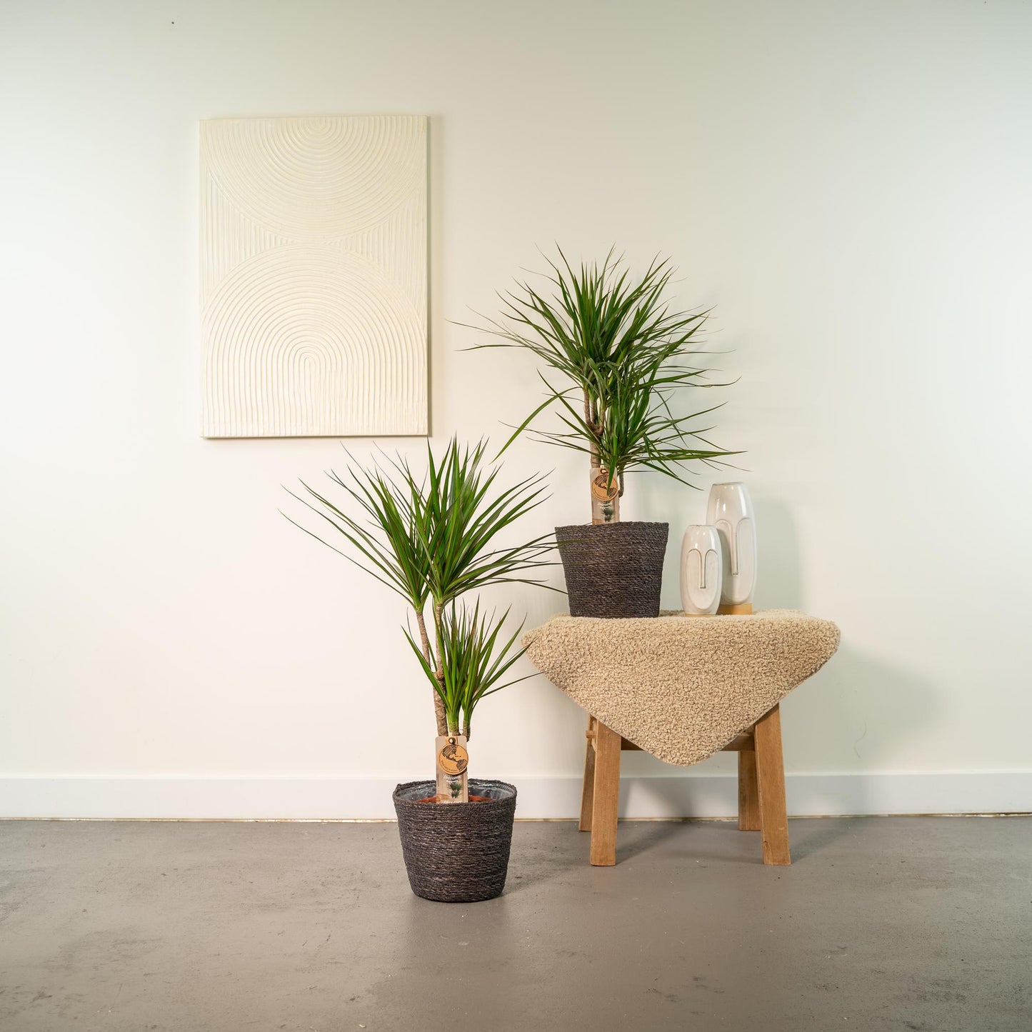 2x Dracaena – Stilvolle & pflegeleichte Zimmerpflanzen Ø17cm