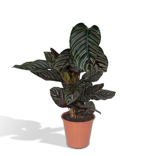 Calathea Ornata – Elegante Zimmerpflanze Ø19cm