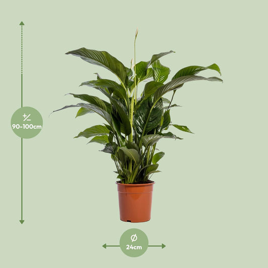 Spathiphyllum Bellini – Elegante Friedenslilie Ø24cm, 100cm hoch