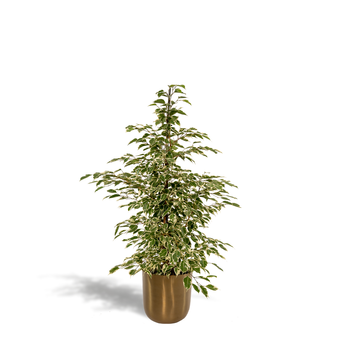 Ficus benjamina Twilight – Stilvolle & pflegeleichte Zimmerpflanze Ø21cm