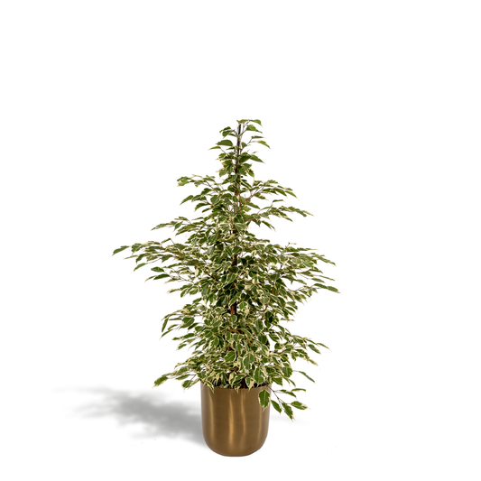 Ficus benjamina Twilight – Stilvolle & pflegeleichte Zimmerpflanze Ø21cm