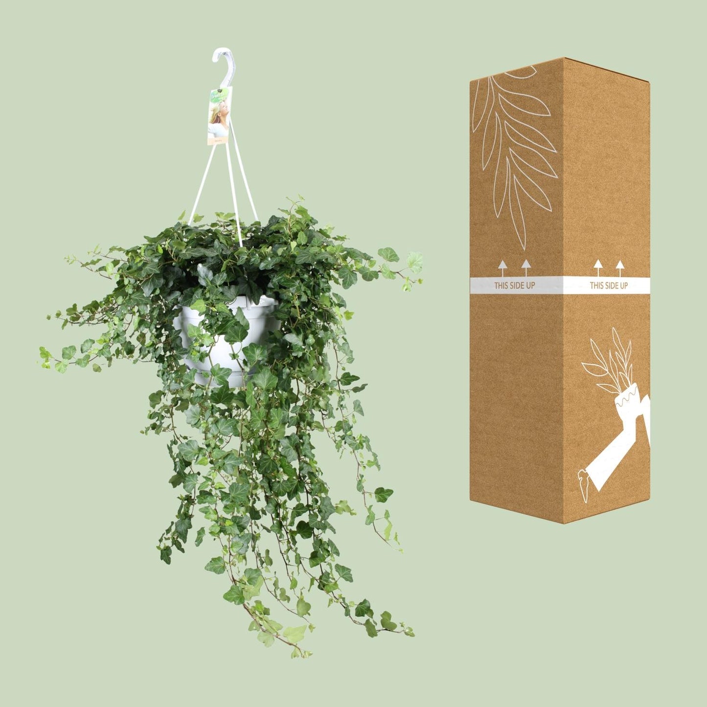 Hedera Wonder Green – Pflegeleichter Efeu Ø24cm, 70cm hoch