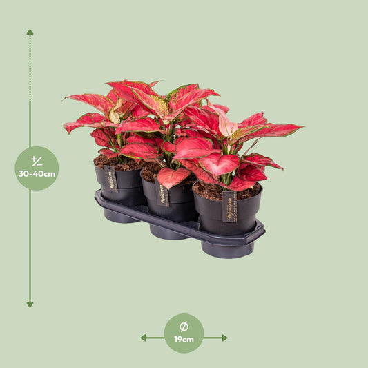 Aglaonema Red Joy – Pflegeleichte Zimmerpflanze Ø19cm