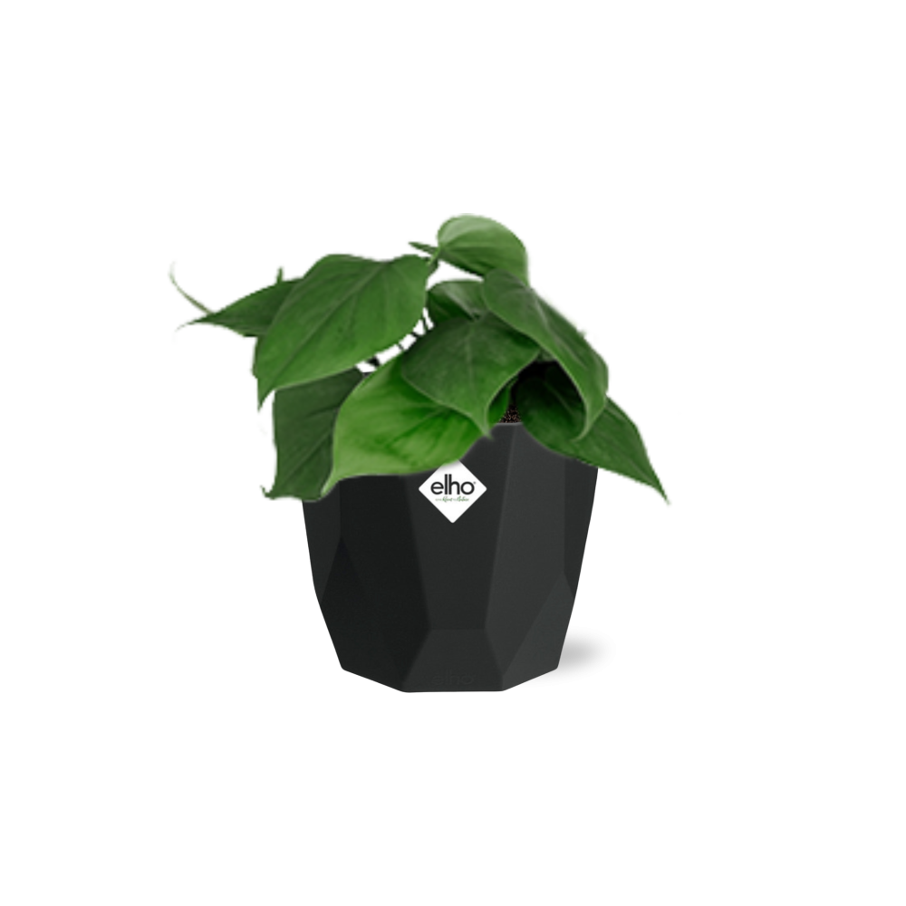 Philodendron Scandens – Pflegeleichte, grüne Zimmerpflanze 14cm Topf