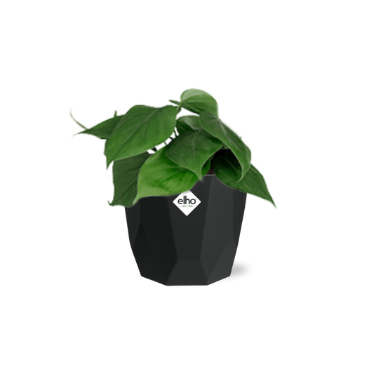 Philodendron Scandens – Pflegeleichte, grüne Zimmerpflanze 14cm Topf
