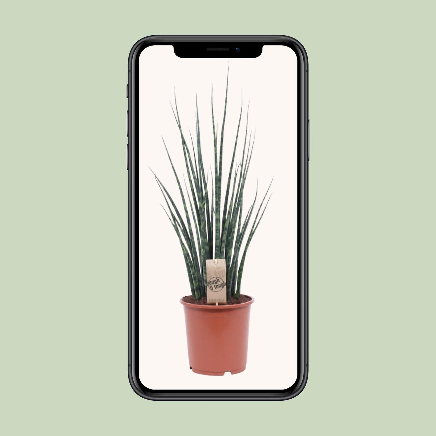 Sansevieria Fernwood Mikado – Pflegeleichte Schwiegermutterzunge Ø19cm