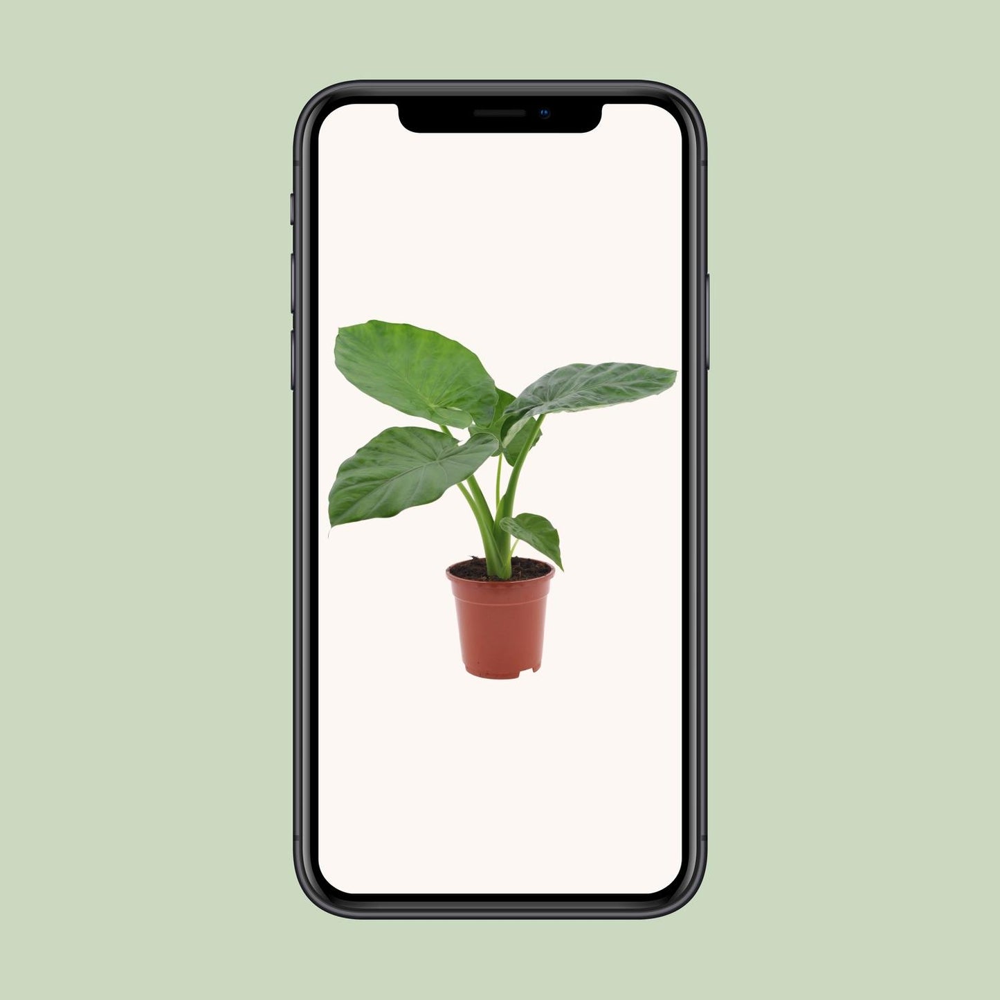 Alocasia Macrorrhiza – Elegante Elefantenohr-Pflanze Ø17cm