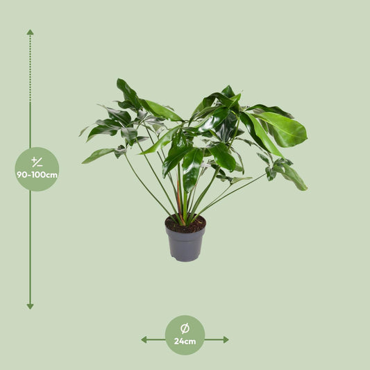 Philodendron Green Wonder – Pflegeleichte XXL-Zimmerpflanze Ø24cm