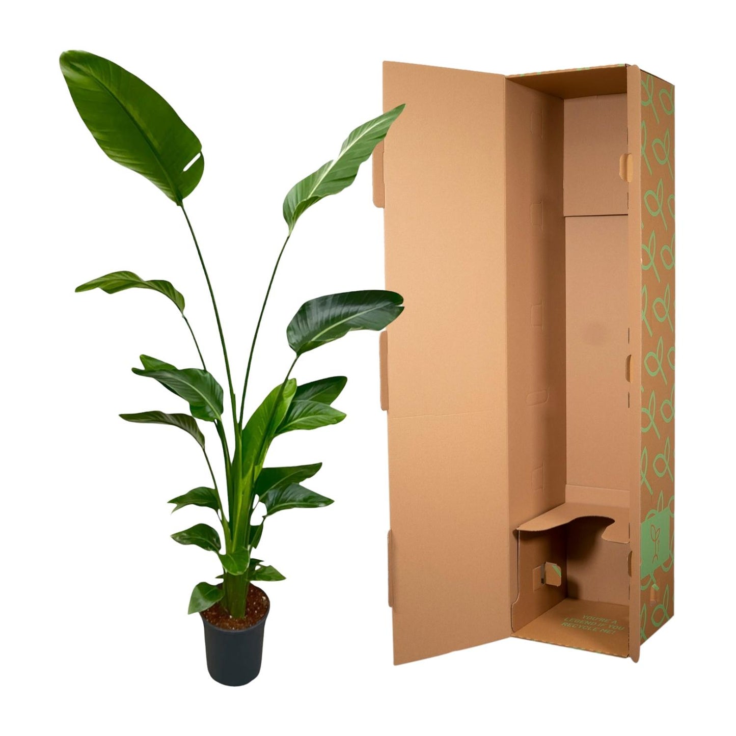 Strelitzia Nicolai – Weiße Paradiesvogelpalme, 170 cm