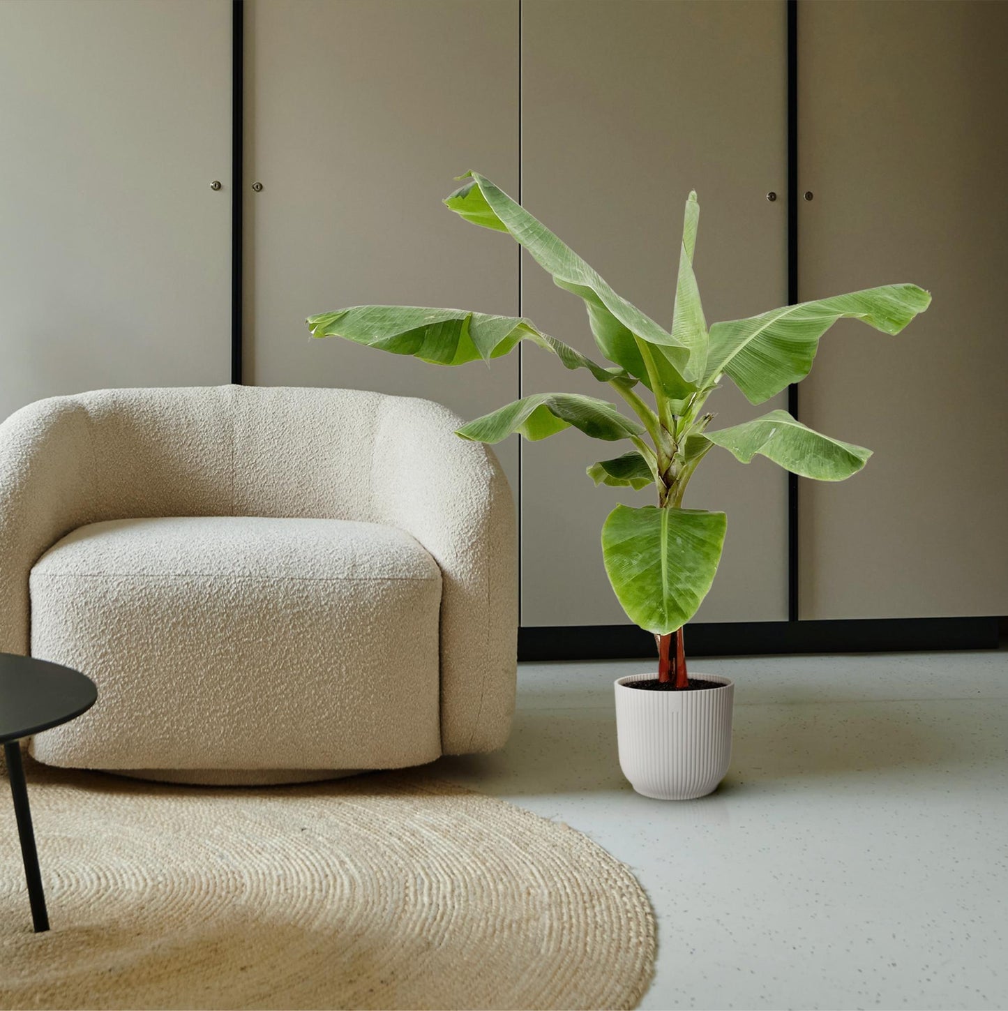 Bananenplant (Musa) – 170 cm, Ø 30 cm – Tropisch & Pflegeleicht