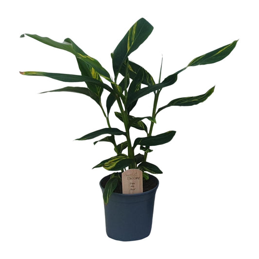 Alpinia Zerumbet – Tropische Ingwerpflanze für Zuhause