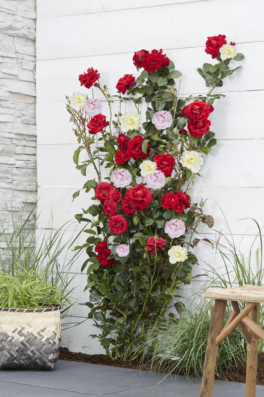 Rosa Crazy in Love 'Pink' – Kletterrose Ø15cm, ca. 65cm hoch