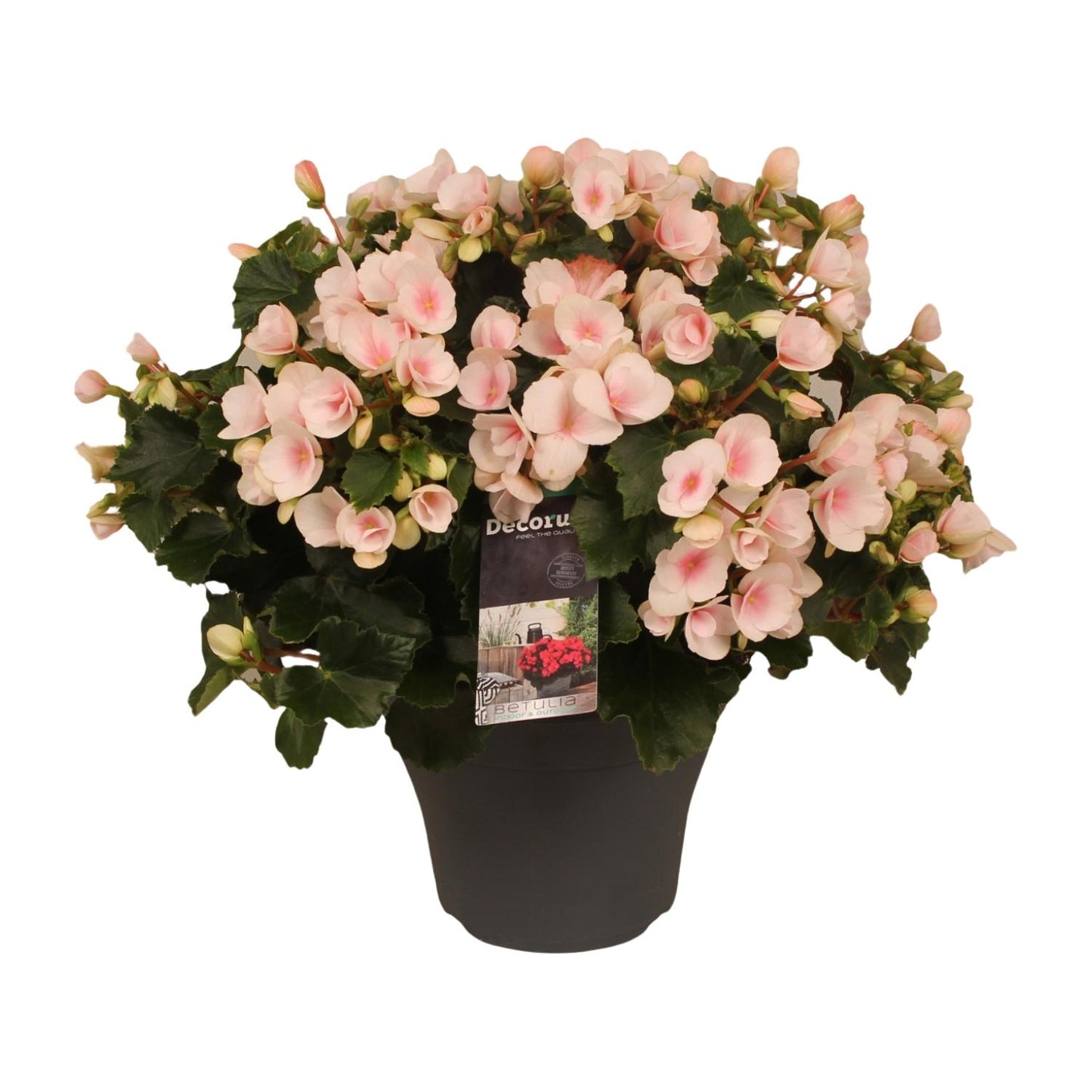 Begonie Betulia Light Ø19cm – Pflegeleicht & Dekorativ