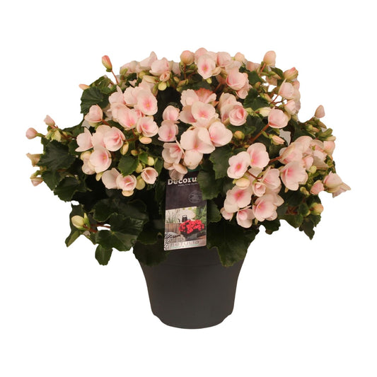 Begonie Betulia Light Ø19cm – Pflegeleicht & Dekorativ