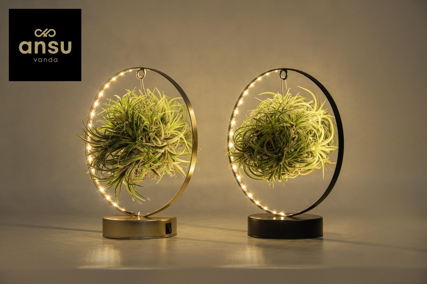Tillandsia Led Edition Mix – 2er Set, Ø11 cm, ca. 23 cm hoch