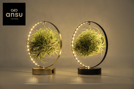 Tillandsia Led Edition Mix – 2er Set, Ø11 cm, ca. 23 cm hoch